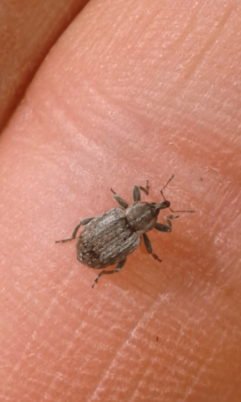 Curculionidae : Hypera sp.?